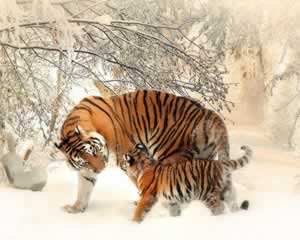 Tigers in the snow picture and jigsaw